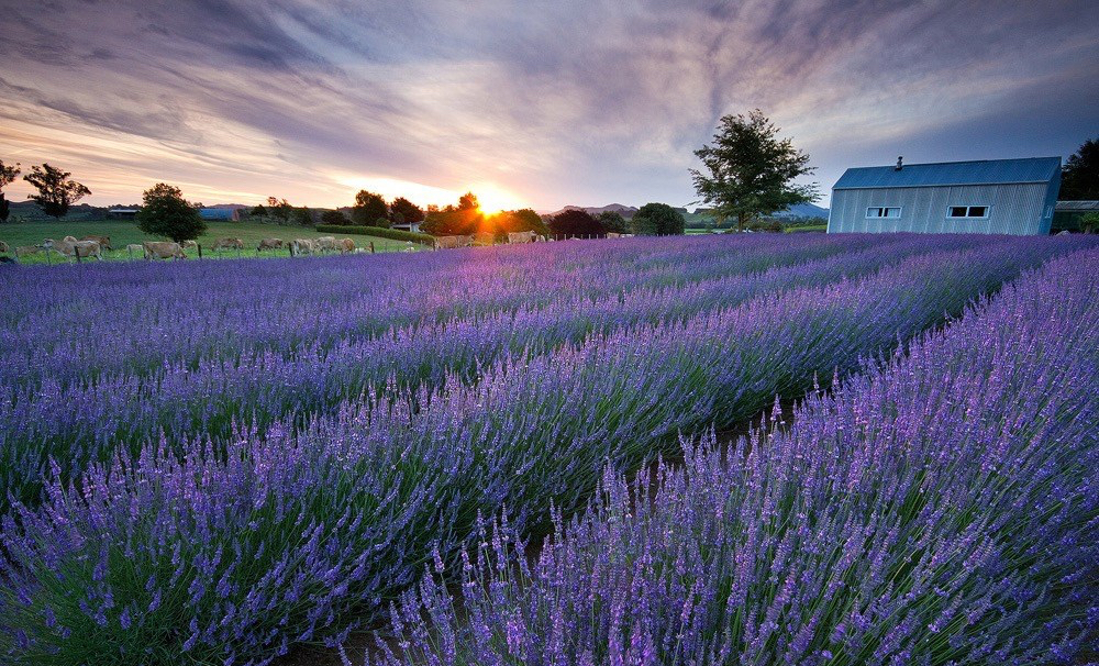 6617801741_6eb4e07a6e_b