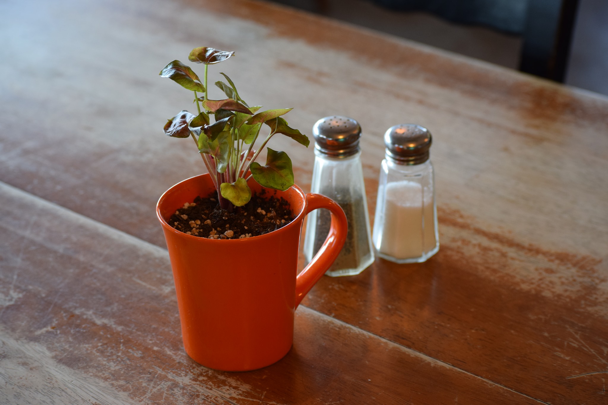 67975368_2671800222840639_7734767978725507072_n