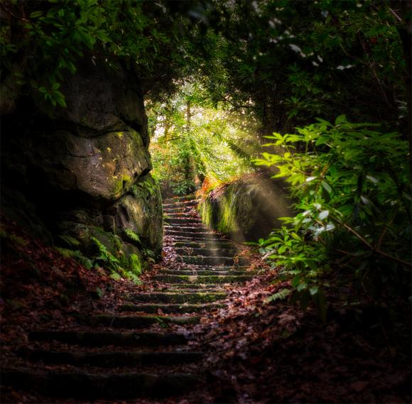 stairway through the woods with sunlight